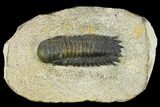 Bargain, Crotalocephalina Trilobite - Atchana, Morocco #120058-1